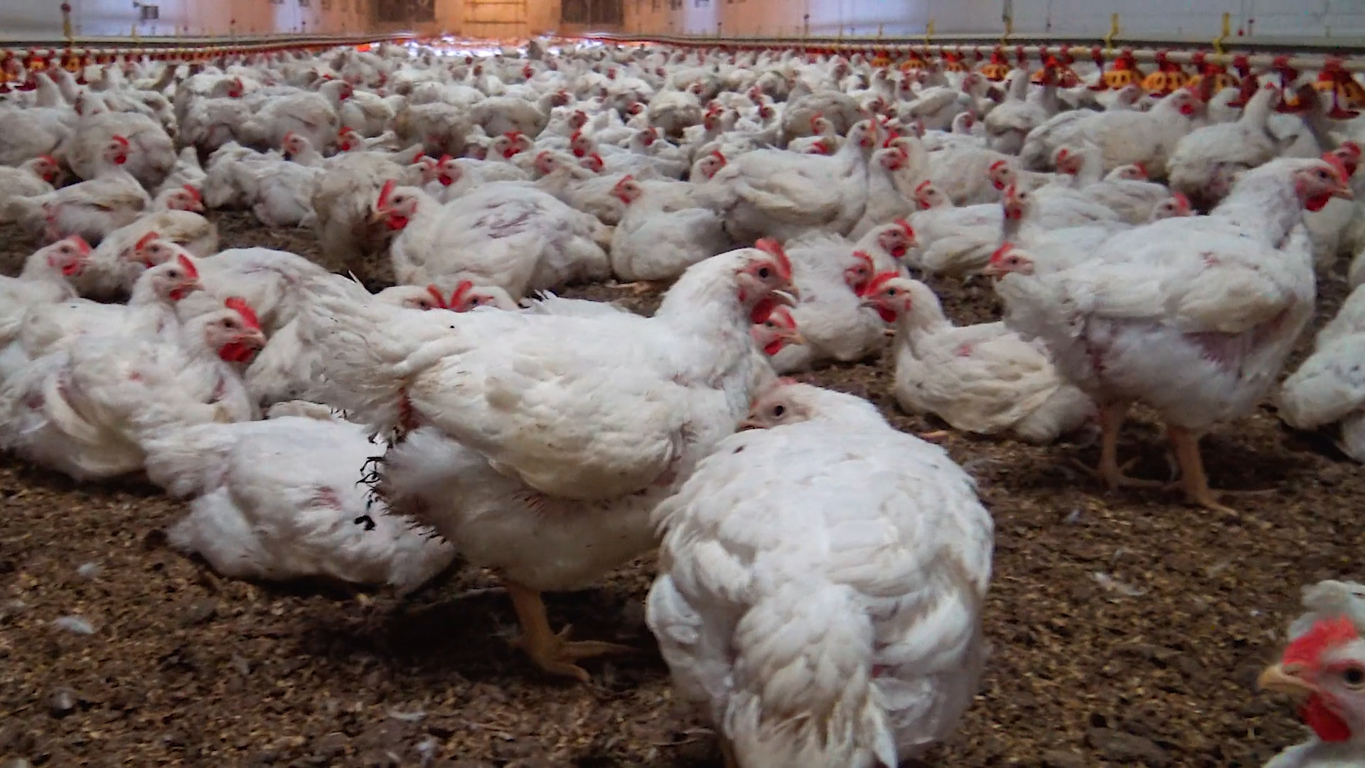 White striping nei polli, come l’allevamento intensivo cambia la carne che mangiamo